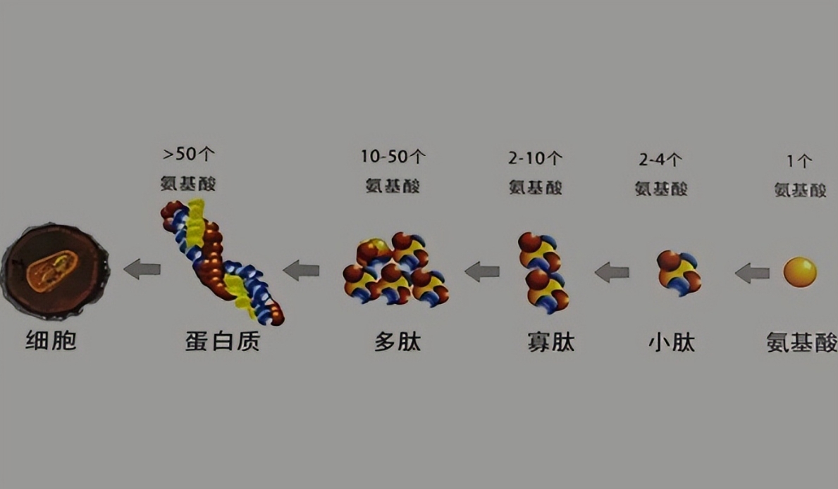 酶解在蛋白多肽生產(chǎn)中有什么特別之處