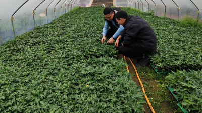 木瓜種植季——蛋白酶源頭守護品質(zhì)，鑄就酶好未來