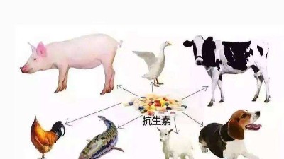 減抗、替抗、禁抗時代的飼料添加劑