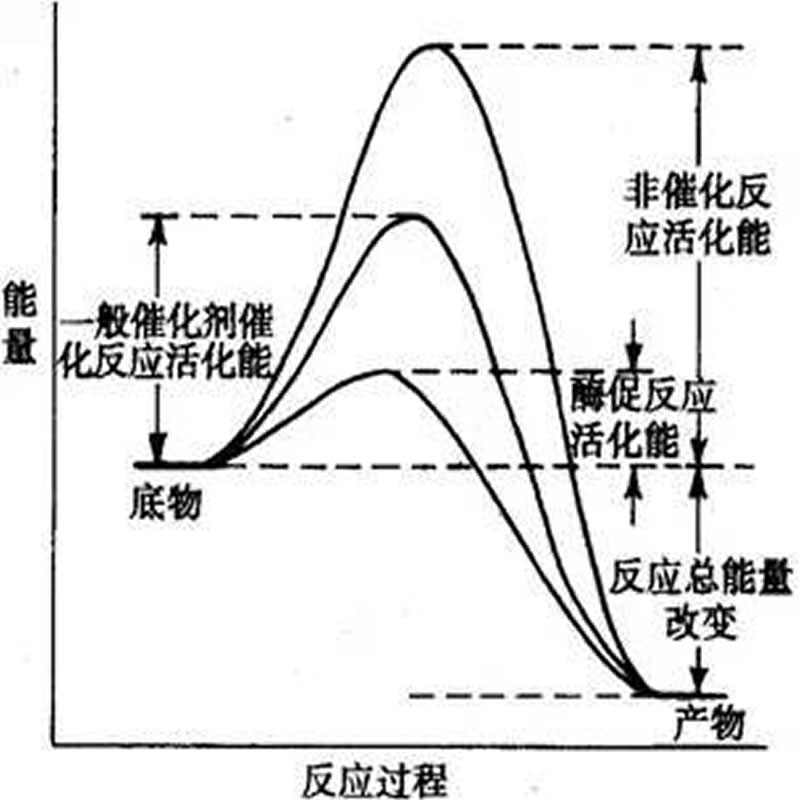 酶制劑作用機(jī)理