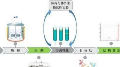 制備生物活性肽的關(guān)鍵——酶解法